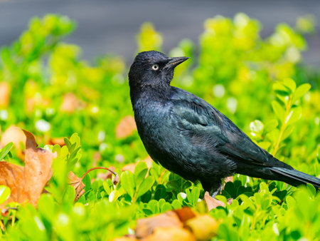 Close up shot of common grackle at San Francisco, California