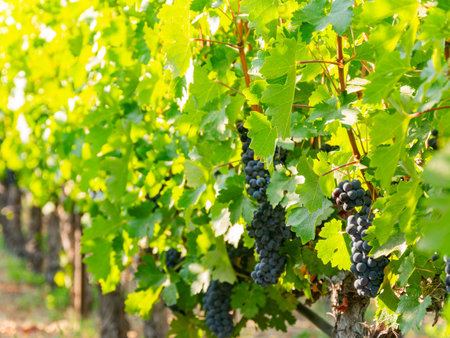 Close up shot of mature grapes hanging in winery at San Francsico, Californiaの写真素材