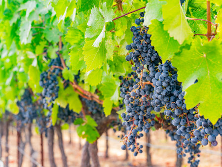 Close up shot of mature grapes hanging in winery at San Francsico, Californiaの写真素材
