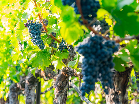 Close up shot of mature grapes hanging in winery at San Francsico, Californiaの写真素材