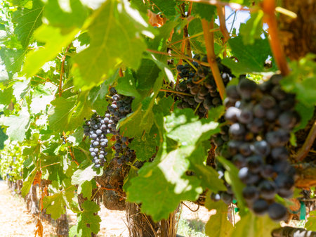 Close up shot of mature grapes hanging in winery at San Francsico, Californiaの写真素材