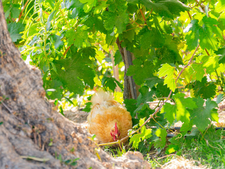 Close up shot of a chicken walking in winery at San Francisco, Californiaの写真素材