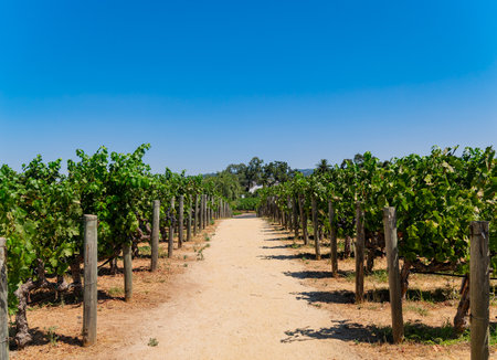 Close up shot of mature grapes hanging in winery at San Francsico, Californiaの写真素材