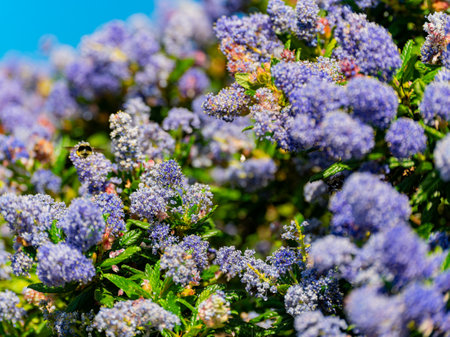 Close up shot of Ceanothus flower blossom at San Franciscoの写真素材