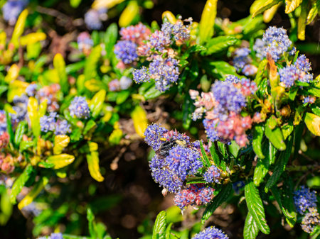 Close up shot of Ceanothus flower blossom at San Franciscoの写真素材