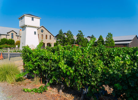 California, AUG 25 2014 - Sunny exterior view of the Silver Oak Napa Valleyのeditorial素材