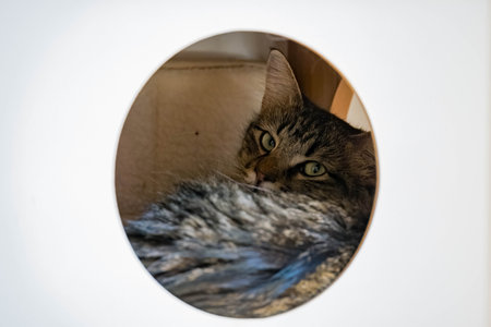Close up shot of cute Maine Coon Mix at Oklahomaの写真素材
