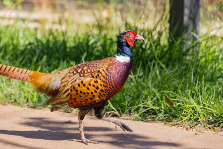 Close up shot of Ring-necked pheasant at Oklahomaの写真素材