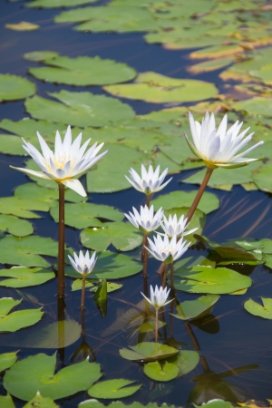 Lotus の写真素材