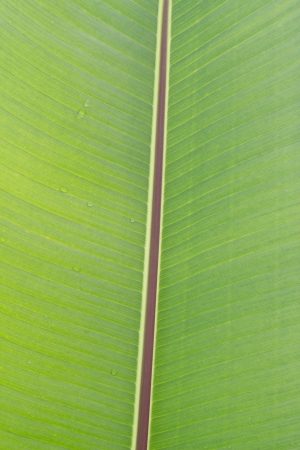 Green backgroundの写真素材