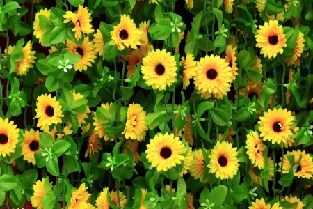 Yellow flowers of Thailandの写真素材