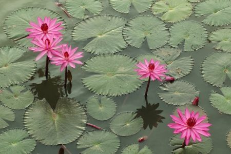 Red Lotus Sea Thailandの写真素材