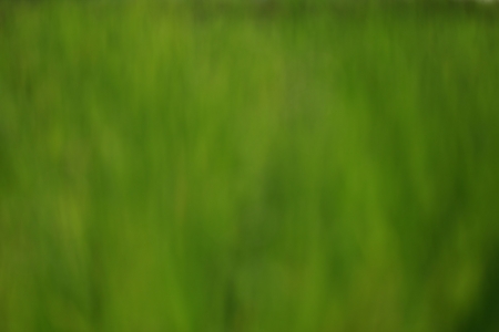 Soft green background.の写真素材