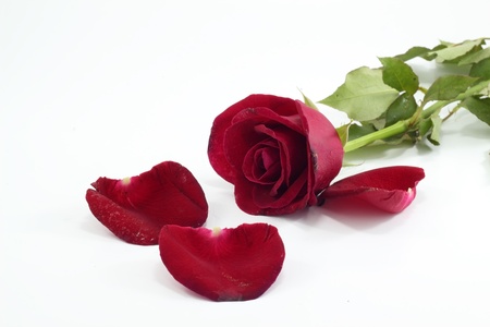 Red roseの写真素材