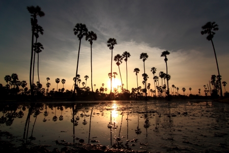 Palm sunset water reflection の写真素材