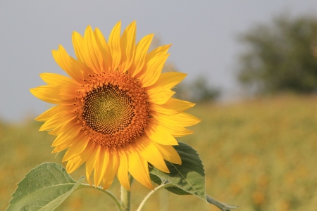Sunflowerの写真素材