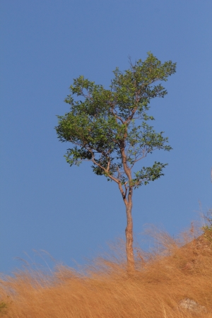 Treeの写真素材