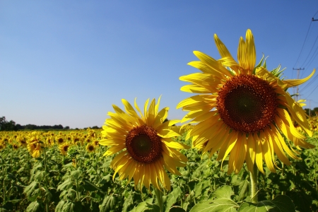Sunflowerの写真素材