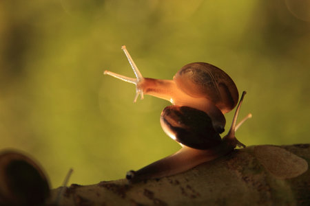 Snail of Thailandの写真素材