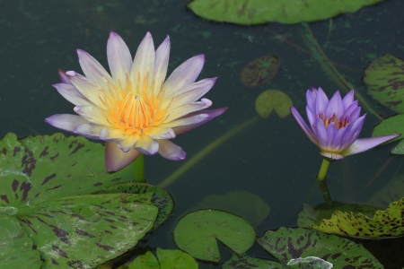 Lotus in Thailand.の写真素材