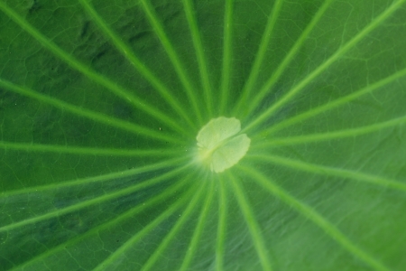 Lotus leaf.の写真素材