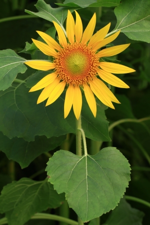 Sunflower of Thailandの写真素材