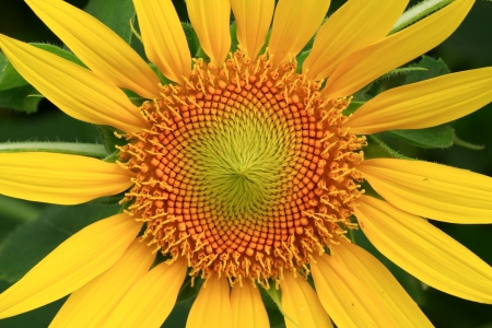 Sunflower pollen.の写真素材