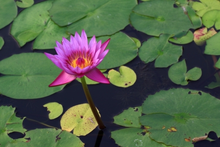 Lotus in Thailand.の写真素材