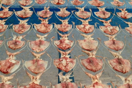 Dried squid dry.の写真素材