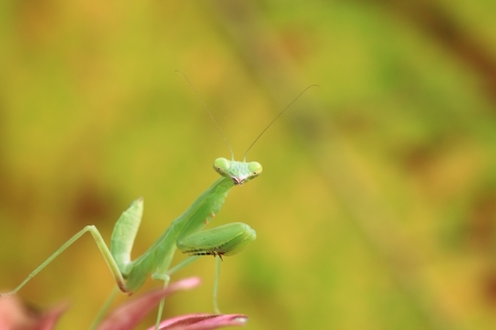 Mantis of Thailandの写真素材