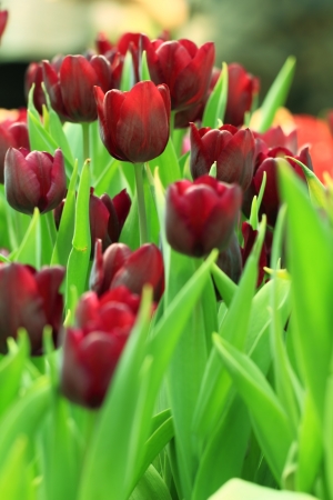 tulips of Thailandの写真素材