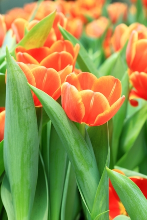  Tulips of Thailandの写真素材
