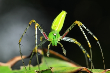 Green spider.の写真素材