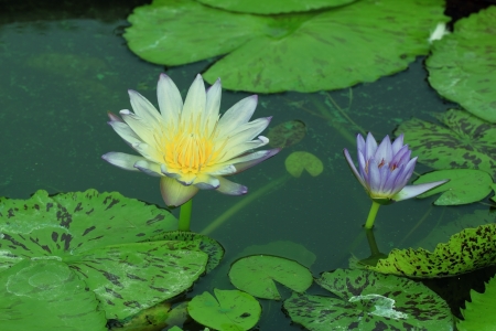 Lotus in Thailand.の写真素材