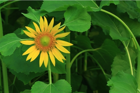 Sunflowerの写真素材