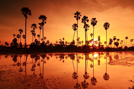 Palm sunset water reflection.の写真素材