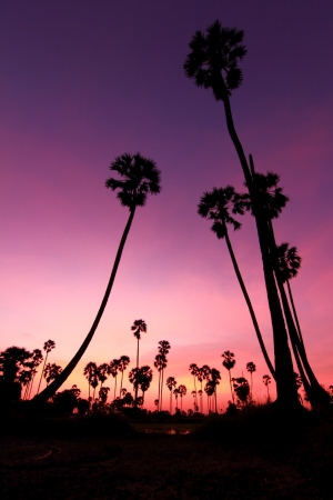 Palm sunset water reflection.の写真素材