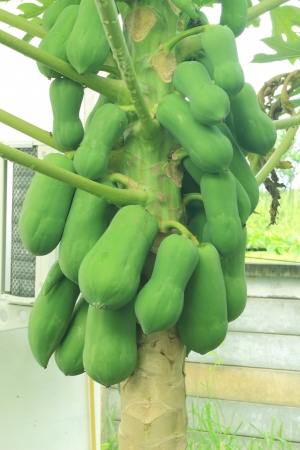 Papaya,Thailandの写真素材