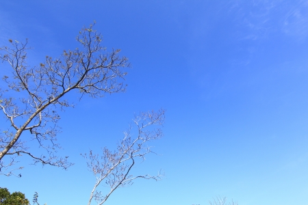 The deciduous trees.の写真素材