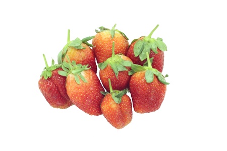 Storm berries.の写真素材