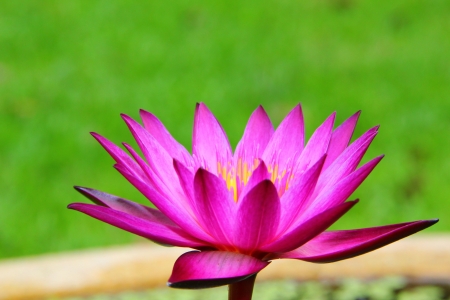 Lotus in Thailand.の写真素材
