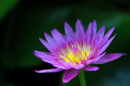 Lotus in Thailand.の写真素材