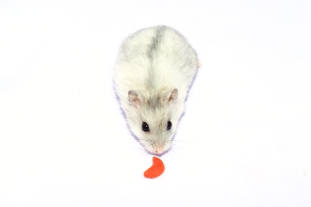 Close-up of baby hamsters being held in handの写真素材