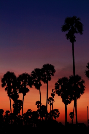Palm sunset water reflection.の写真素材