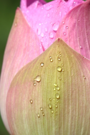 Close-up photo of the lotus.の写真素材