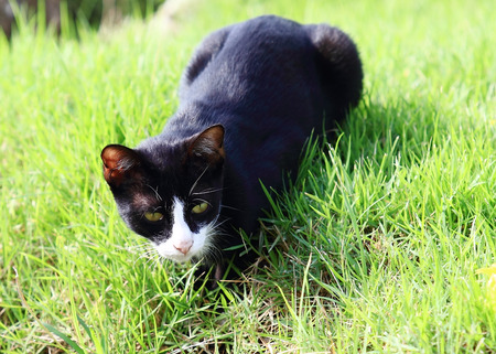 Black catsの写真素材