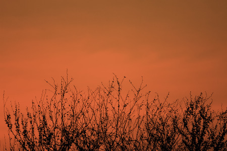 silhouette of high voltage towers at sunset の写真素材