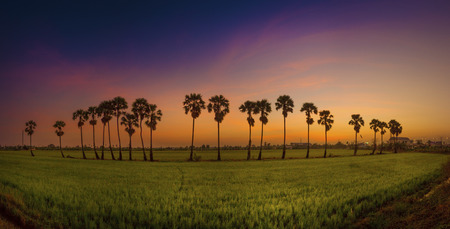 Sunset behind palm mid-fields の写真素材