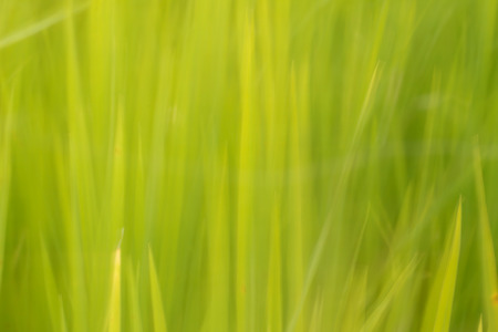 Green backgroundの写真素材