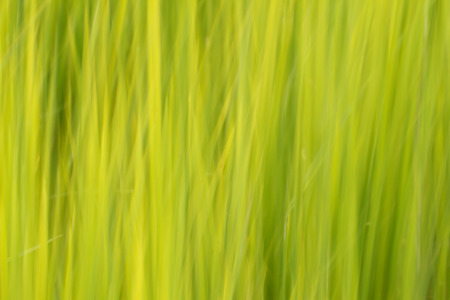 Green backgroundの写真素材